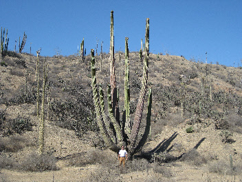 Giant Siguaro Cactus baja california, mexico, Vicente Guerrero trip